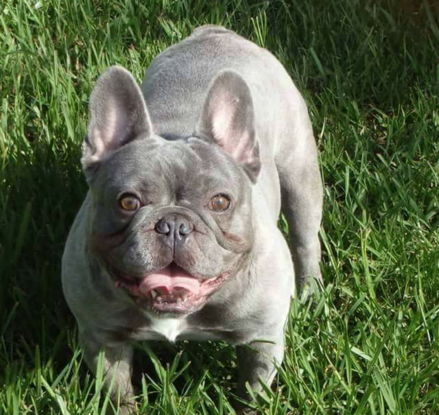 French Bulldog Puppies Missouri
